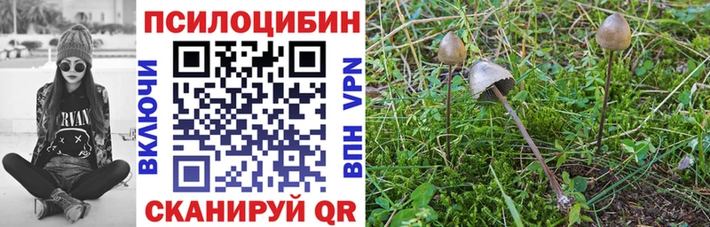Купить закладки  Вологда  Псилоцибиновые грибы MAGIC MUSHROOMS 